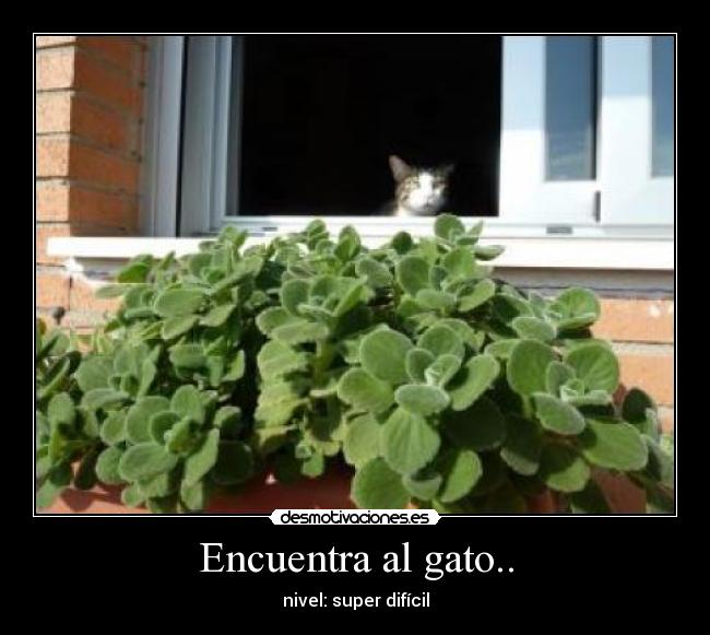 Encuentra al gato.. - 