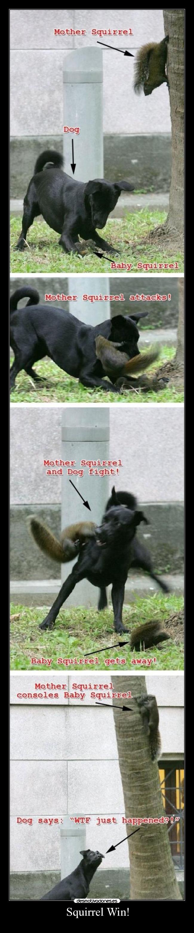 Squirrel Win! -
