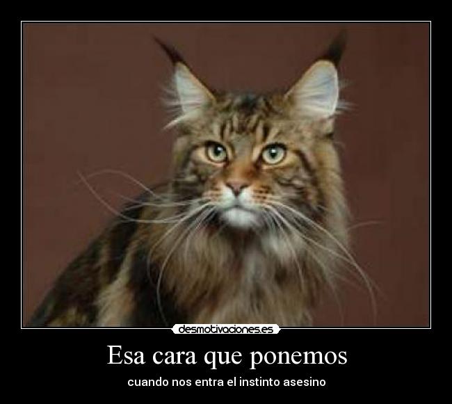 carteles gatos desmotivaciones