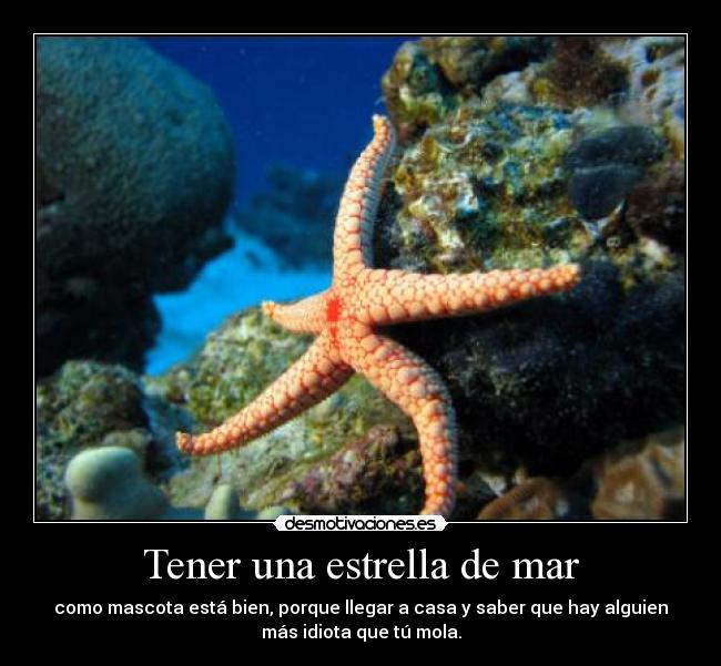 Tener una estrella de mar -
