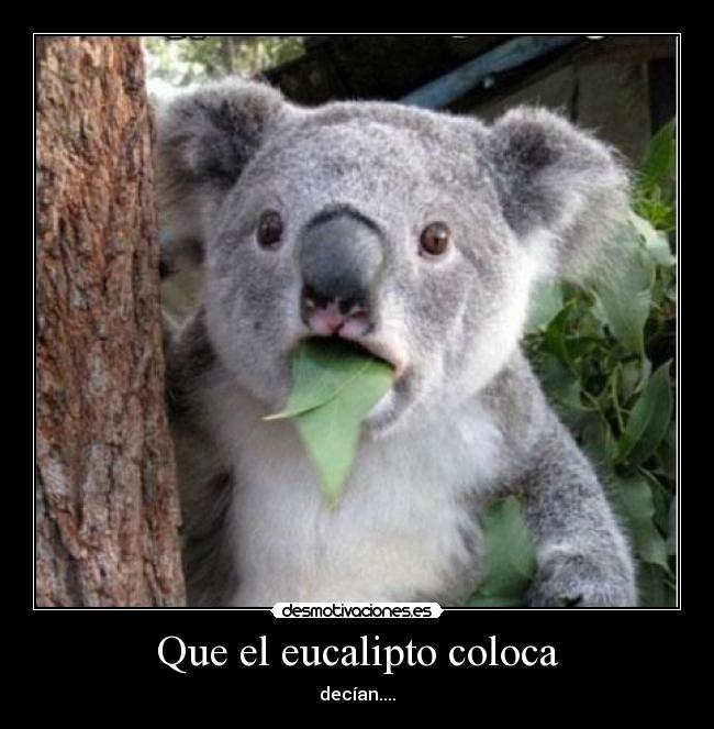 Que el eucalipto coloca - decían....