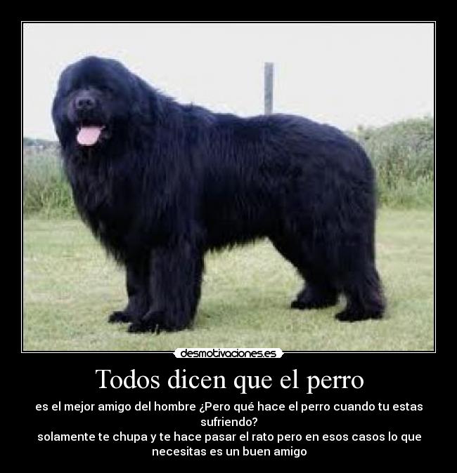 Todos dicen que el perro - es el mejor amigo del hombre ¿Pero qué hace el perro cuando tu estas
sufriendo?
solamente te chupa y te hace pasar el rato pero en esos casos lo que
necesitas es un buen amigo