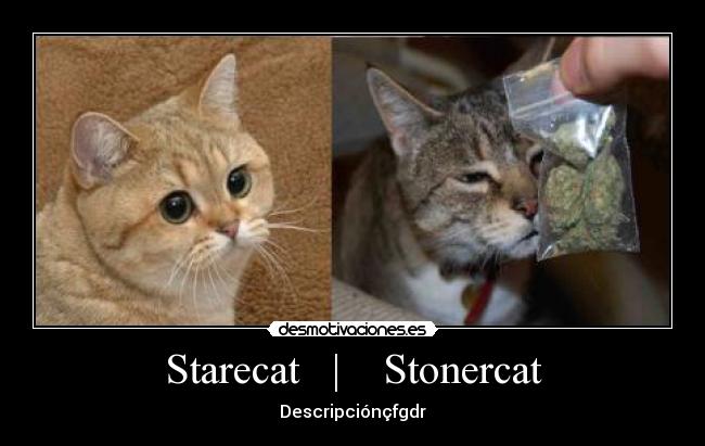 Starecat   |    Stonercat - Descripciónçfgdr