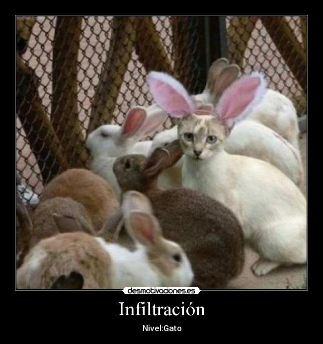 Infiltración -