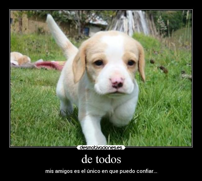 carteles dog desmotivaciones