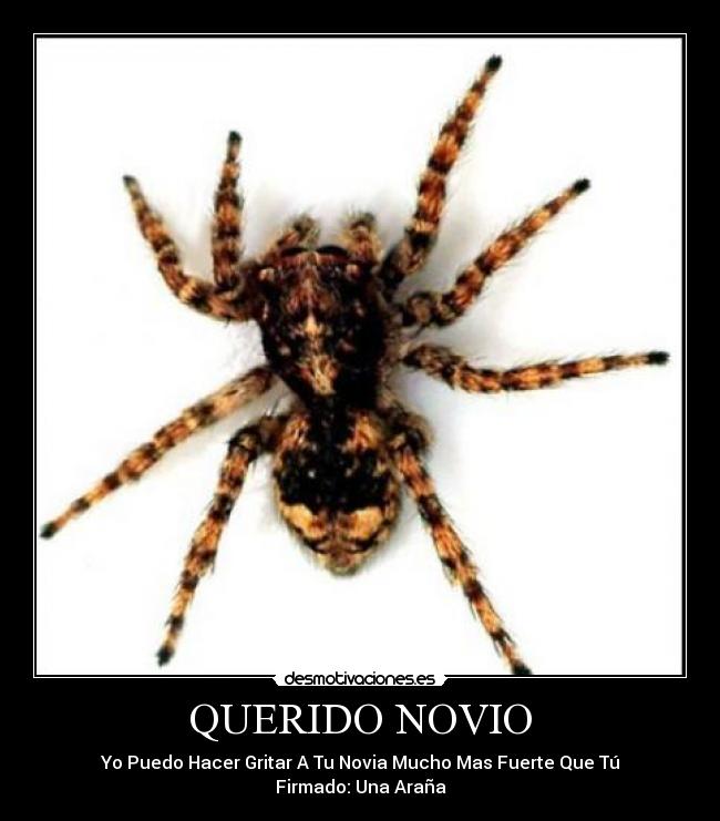 QUERIDO NOVIO - Yo Puedo Hacer Gritar A Tu Novia Mucho Mas Fuerte Que Tú
Firmado: Una Araña