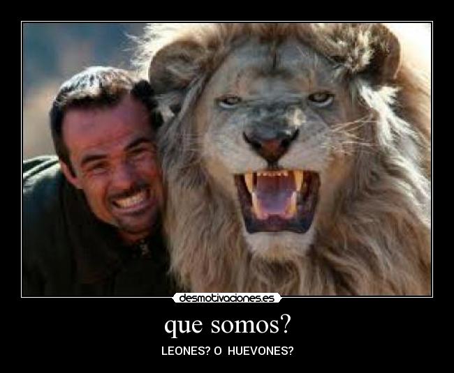 que somos? - LEONES? O  HUEVONES?