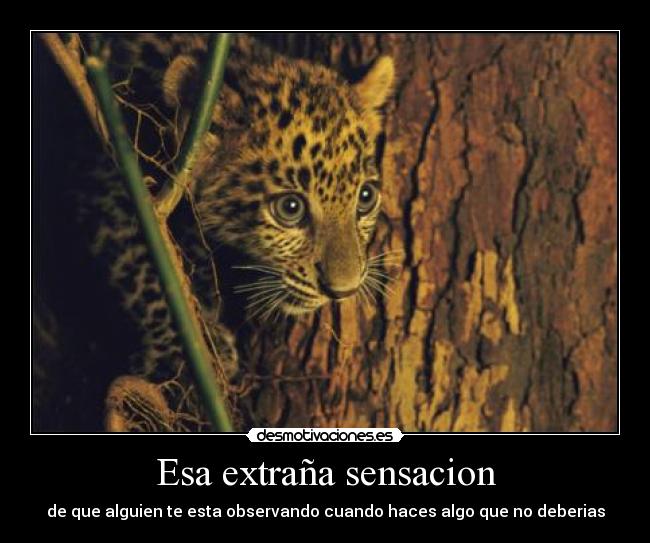 Esa extraña sensacion -