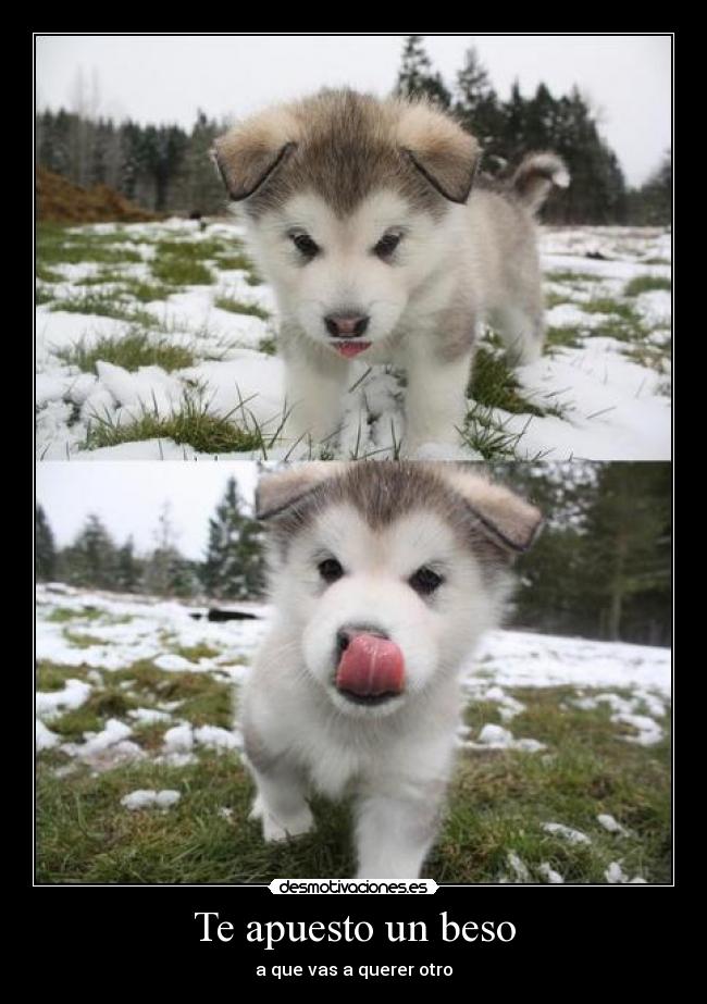 Te apuesto un beso -