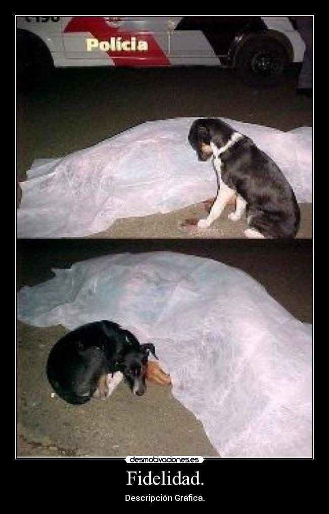 Fidelidad. - Descripción Grafica.