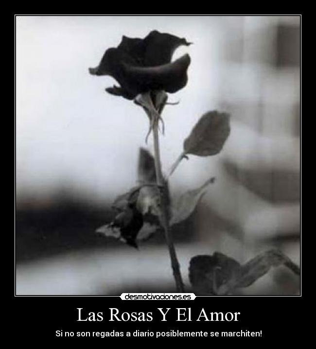 Las Rosas Y El Amor - 