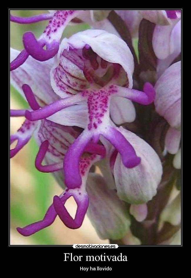 Flor motivada - 