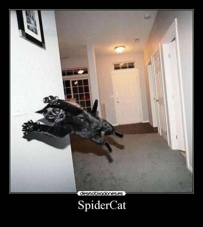 SpiderCat -