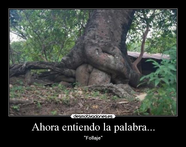 Ahora entiendo la palabra... - Follaje