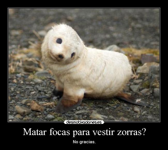 Matar focas para vestir zorras? - No gracias.