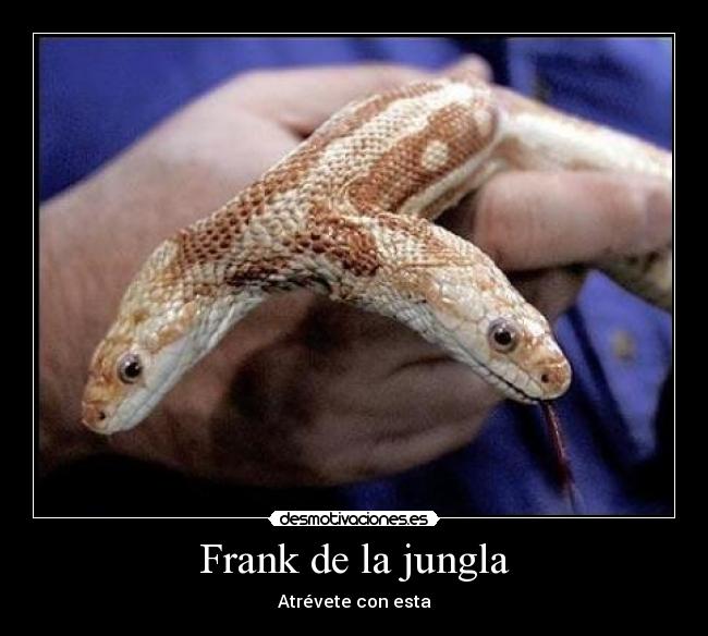 Frank de la jungla -