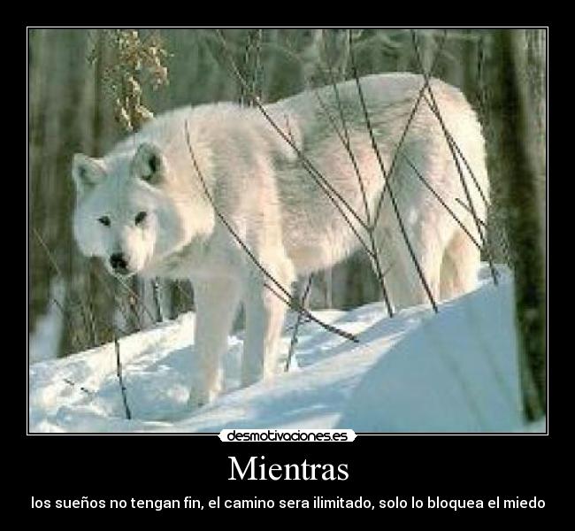 Mientras - los sueños no tengan fin, el camino sera ilimitado, solo lo bloquea el miedo