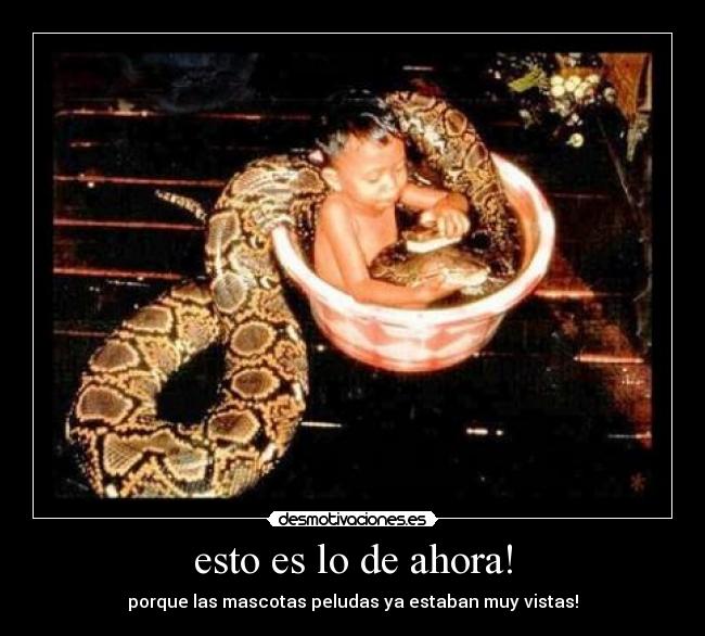 esto es lo de ahora! - porque las mascotas peludas ya estaban muy vistas!