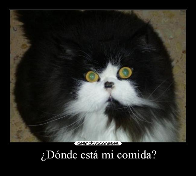¿Dónde está mi comida? - 