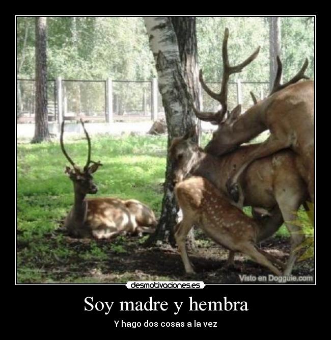 Soy madre y hembra - Y hago dos cosas a la vez