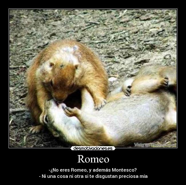Romeo - 