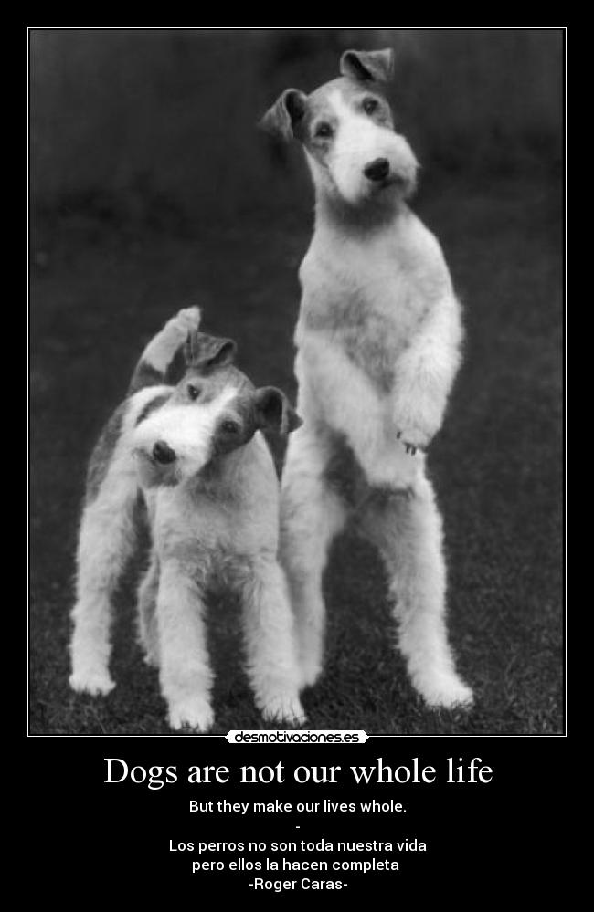 Dogs are not our whole life - But they make our lives whole.
-
Los perros no son toda nuestra vida
pero ellos la hacen completa
-Roger Caras-