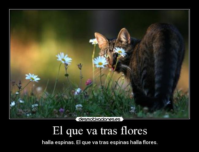 El que va tras flores - 