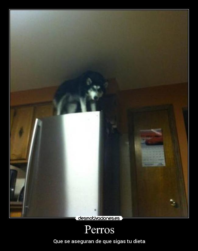Perros