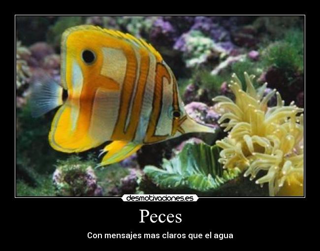 Peces -