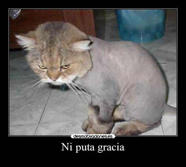 Ni puta gracia -