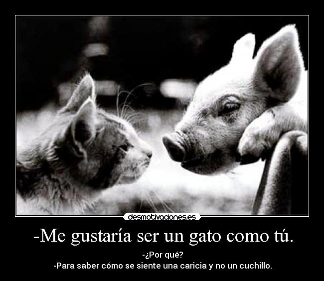-Me gustaría ser un gato como tú. - 