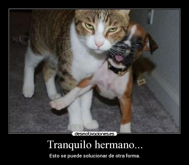 Tranquilo hermano... - 