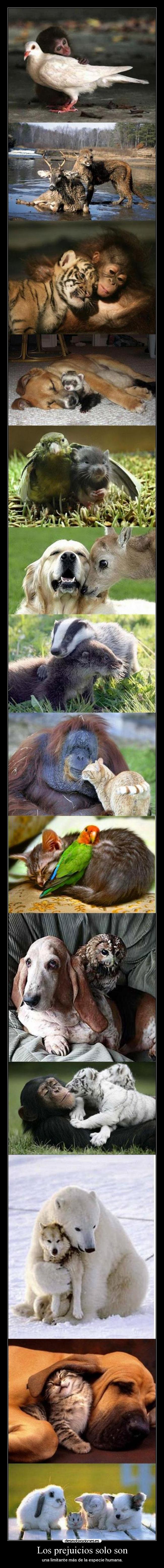 Los prejuicios solo son - 