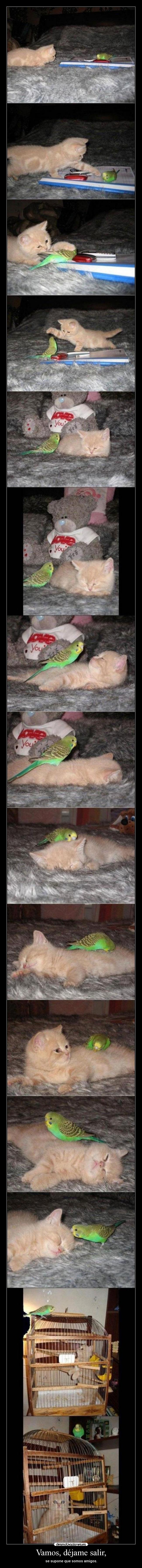 Vamos, déjame salir, - 