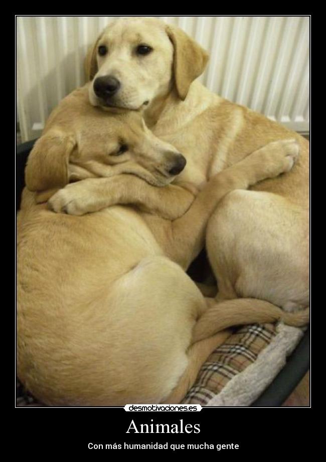 Animales -