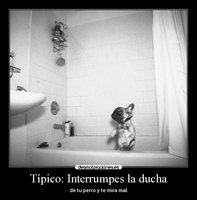 Típico: Interrumpes la ducha - de tu perro y te mira mal.