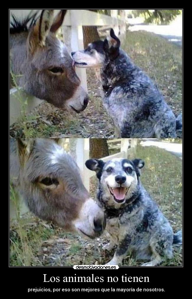 Los animales no tienen -