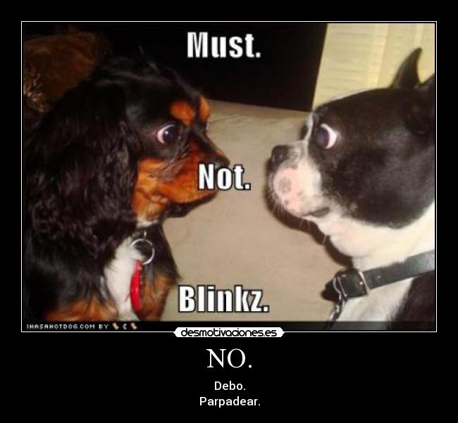 carteles perros parpadear desmotivaciones