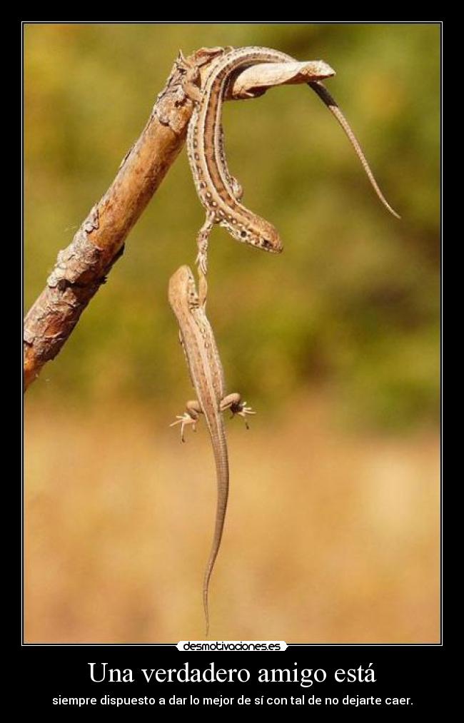 Una verdadero amigo está - 