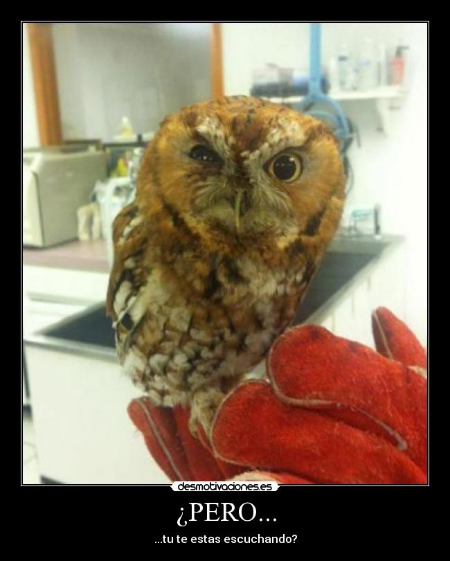 ¿PERO... - ...tu te estas escuchando?