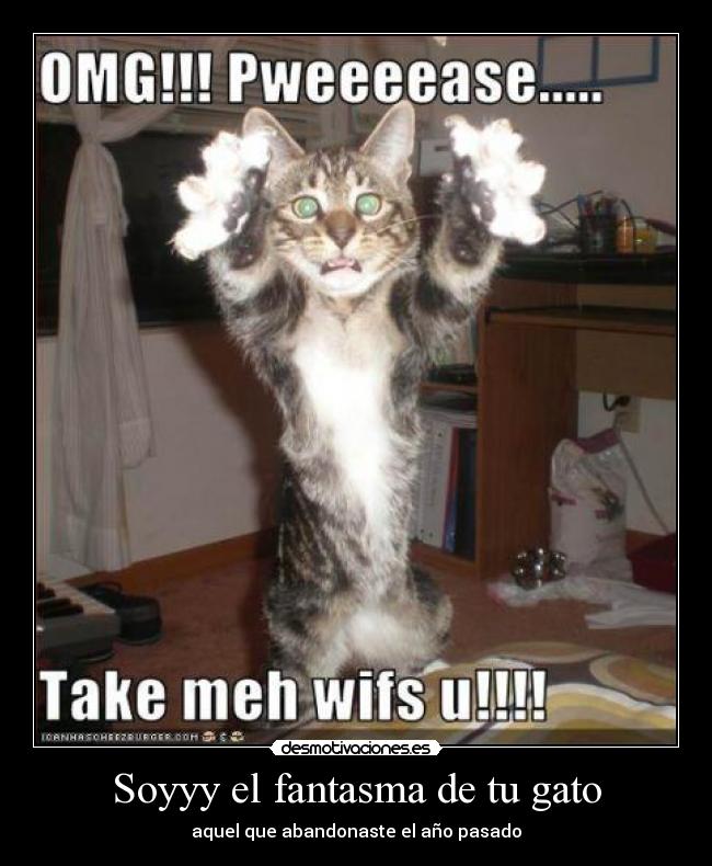 Soyyy el fantasma de tu gato - aquel que abandonaste el año pasado