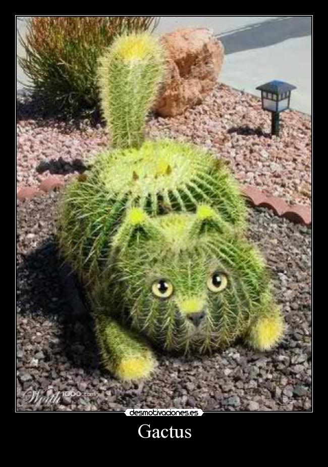Gactus -