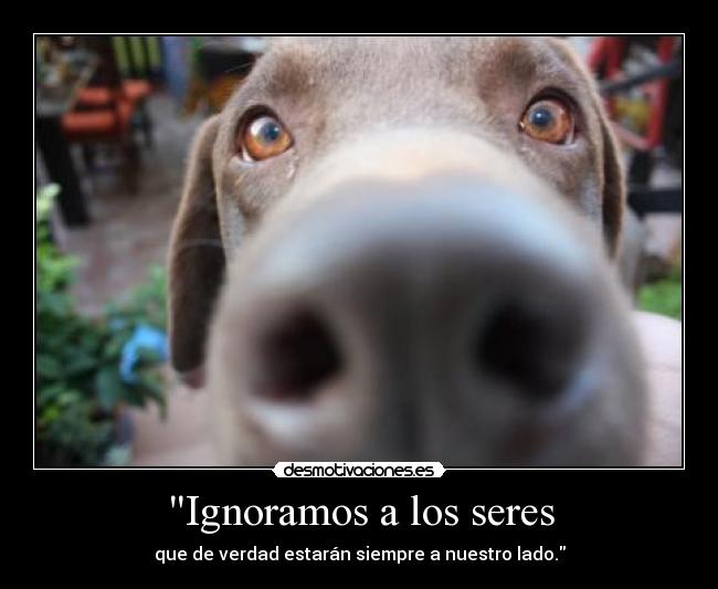 carteles pueh ezthe ezh mih perroh zaludah zeus guauguau lalal guaua desmotivaciones