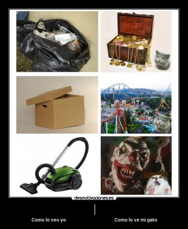 | - Como lo veo yo Como lo ve mi gato