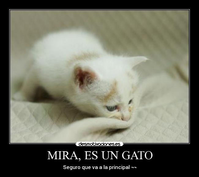 MIRA, ES UN GATO -