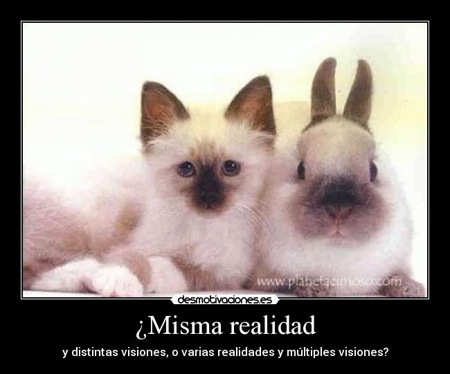 ¿Misma realidad - 