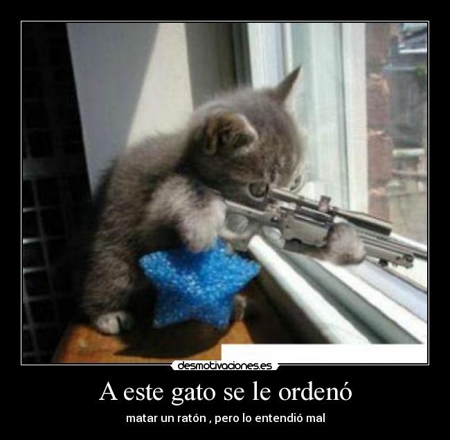 A este gato se le ordenó -