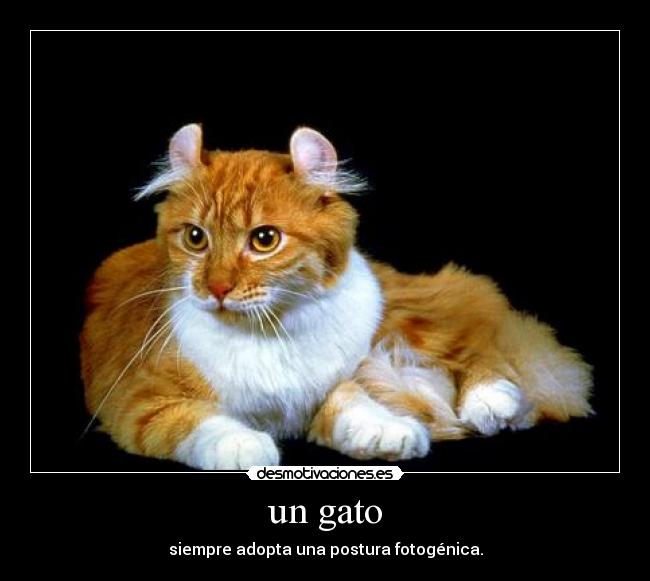 carteles gatos lindos desmotivaciones