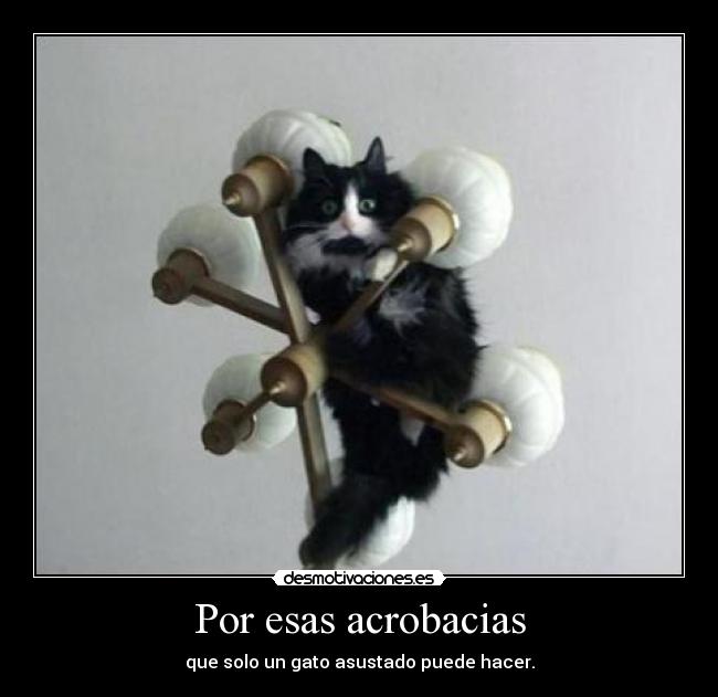 carteles gatosasustado acrobacias praize desmotivaciones