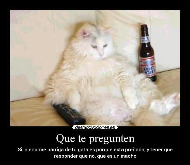 Que te pregunten - Si la enorme barriga de tu gata es porque está preñada, y tener que
responder que no, que es un macho